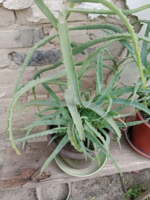 Продам алоэ 3летки