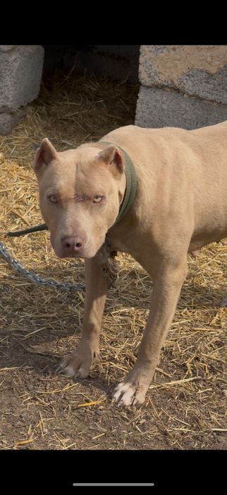 Пидбул адам тістемиді әлі жасына толмаған күшік