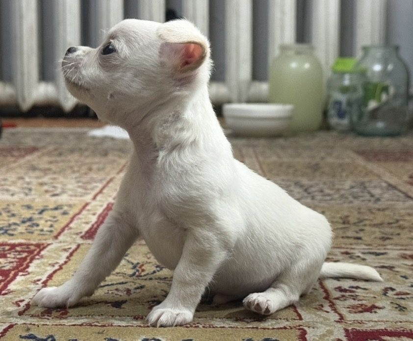 Продам щенка чихуахуа мальчик