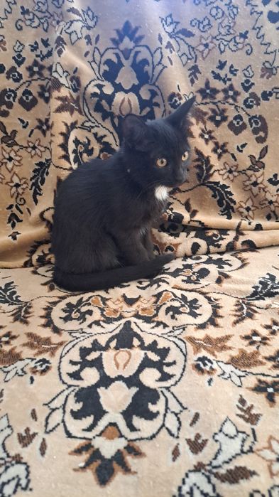 Котята бесплатно