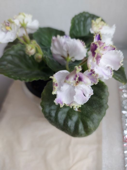 Продаю цветы комнатные