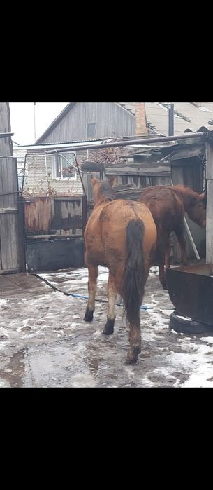 Продам лошадей .