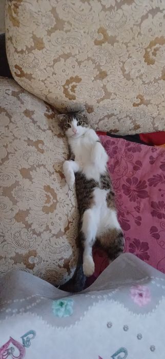 Кот по кличке Томик