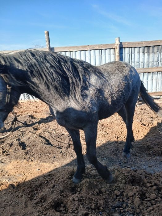 Продам жеребца 2022г.р.