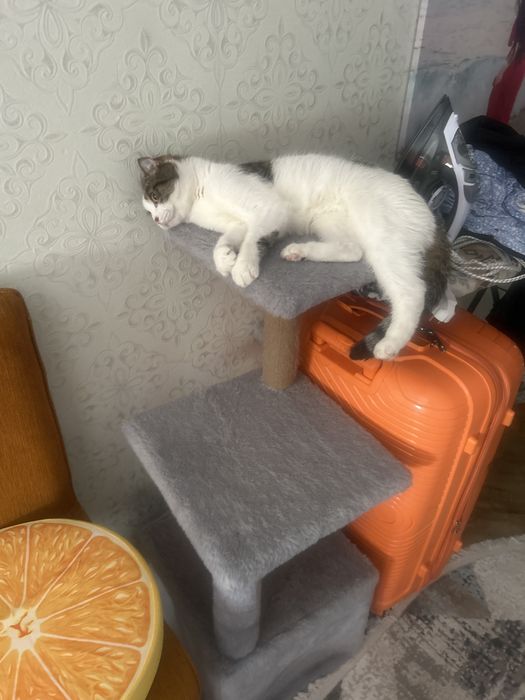 Кошкин дом трех ярусная