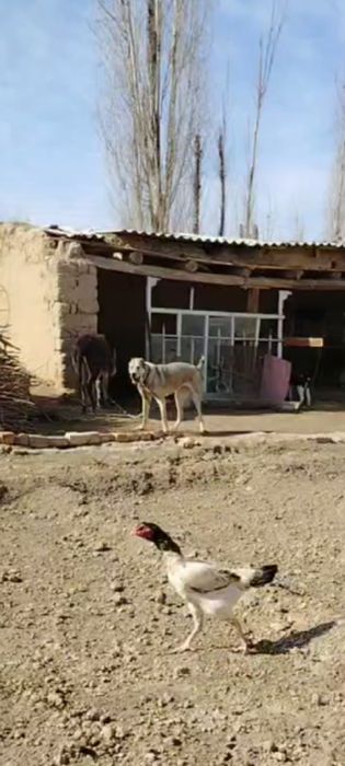 Продаётся АЛАБАЙ