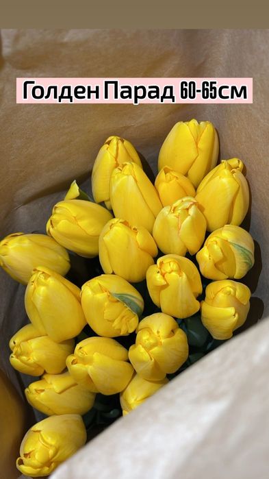 ТЮЛЬПАНЫ!!! Талдықорған!