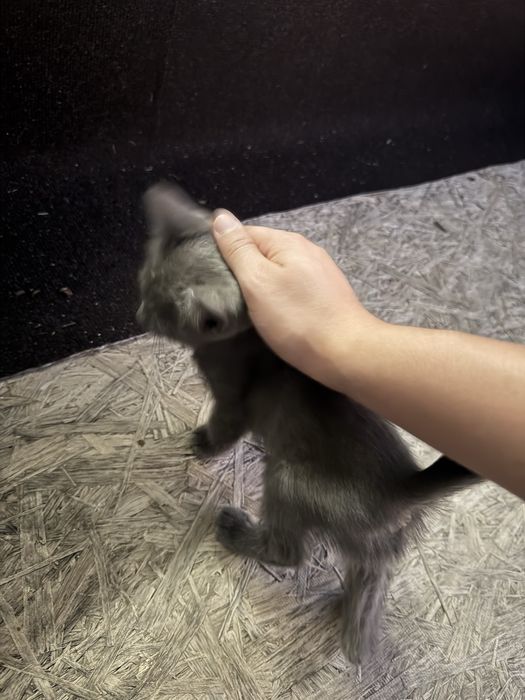 Отдам котенка (девочка) 1.5 месяцев