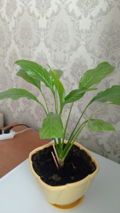 Продам цветок женское счастье