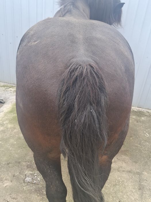 iapă de 3 ani de vânzare