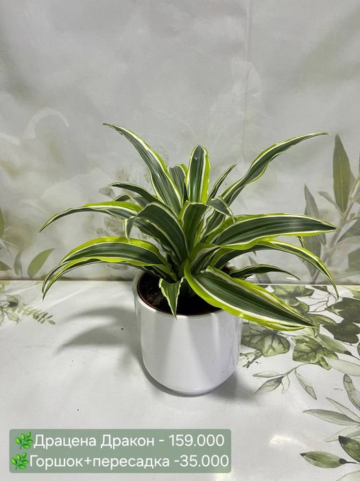 Женское счастье, Драцена и др