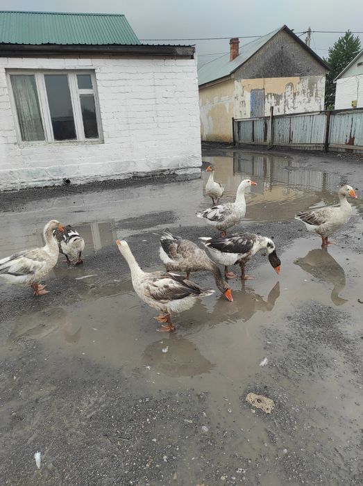 Үй қаздарын сатам, продам дом гусей