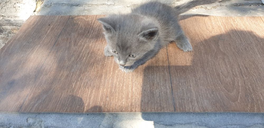 Отдам котят даром