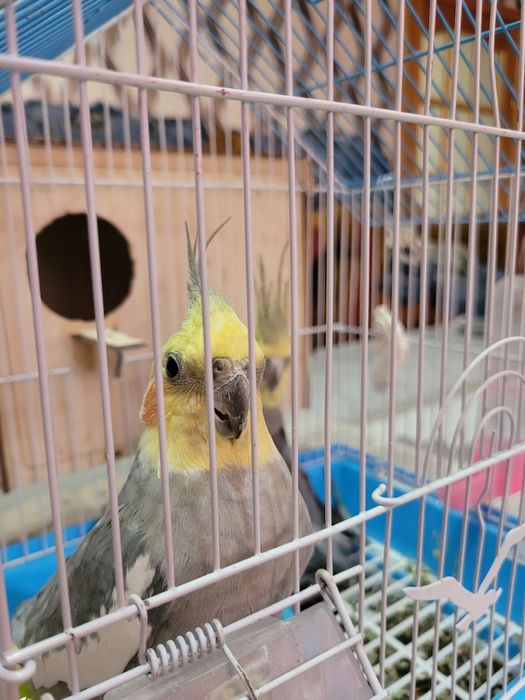 Корелла пара с клеткой и с кормом