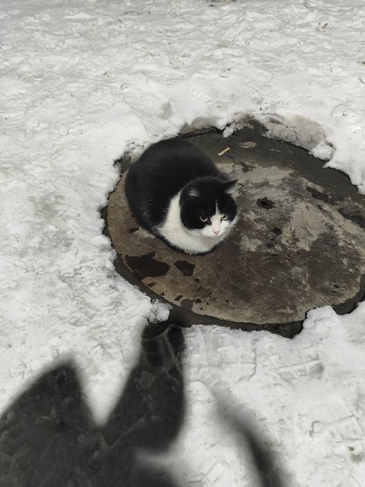 Кошечка ищет дом