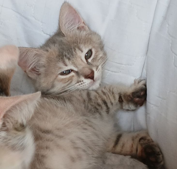 Девочки трехцветочки в дар