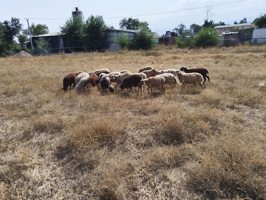 Продам барашков. Отличные