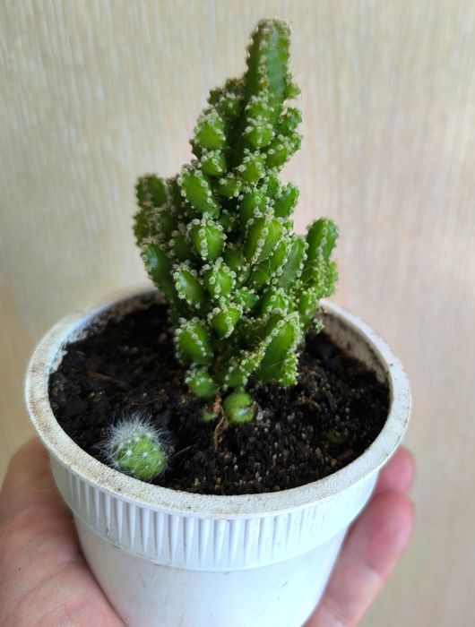 Кактусы  суккуленты недорого