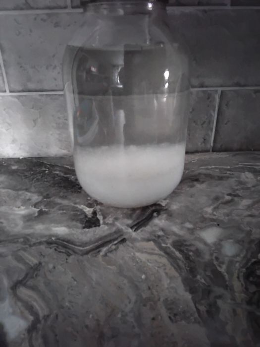 Продам живой рис (морской индийский)