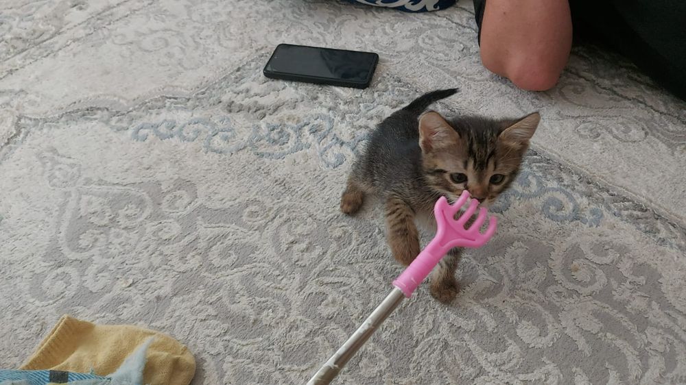 Котенок в добрые руки