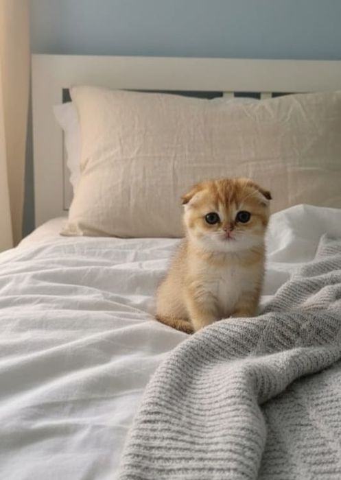 висЛоуХие КотИки и коШечкИ