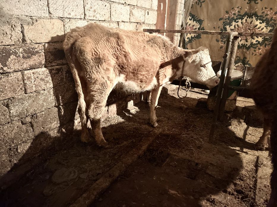 Бағатын қысыр сиыр сатылады.