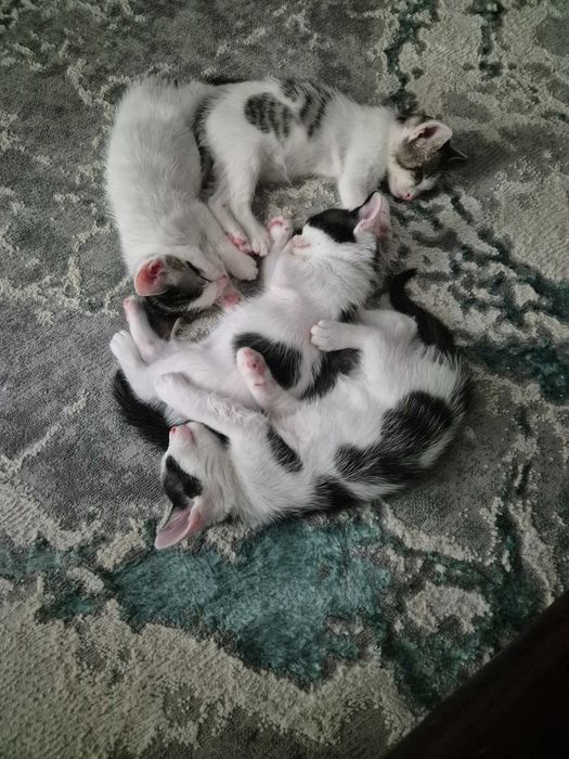 Donez 3 pisicute si un motanel. Sec 6.