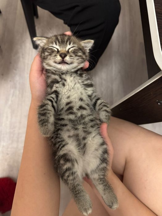 Продам котенок Шотландские