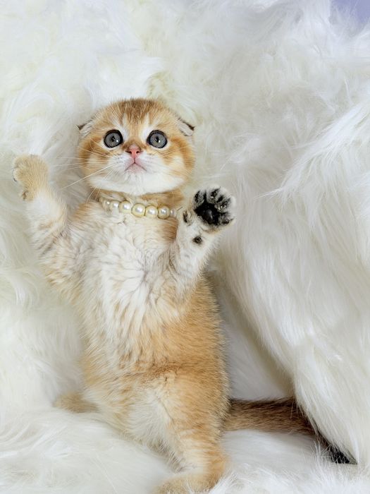 Чистокровные котята