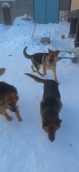 Отдам в хорошие руки овчарку