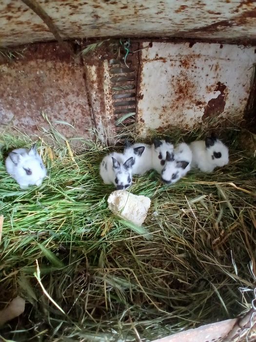 Iepuri mini toy puisori mici pitici