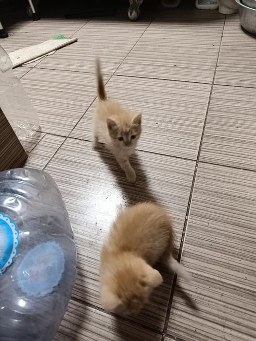 Отдам двух котят бесплатно