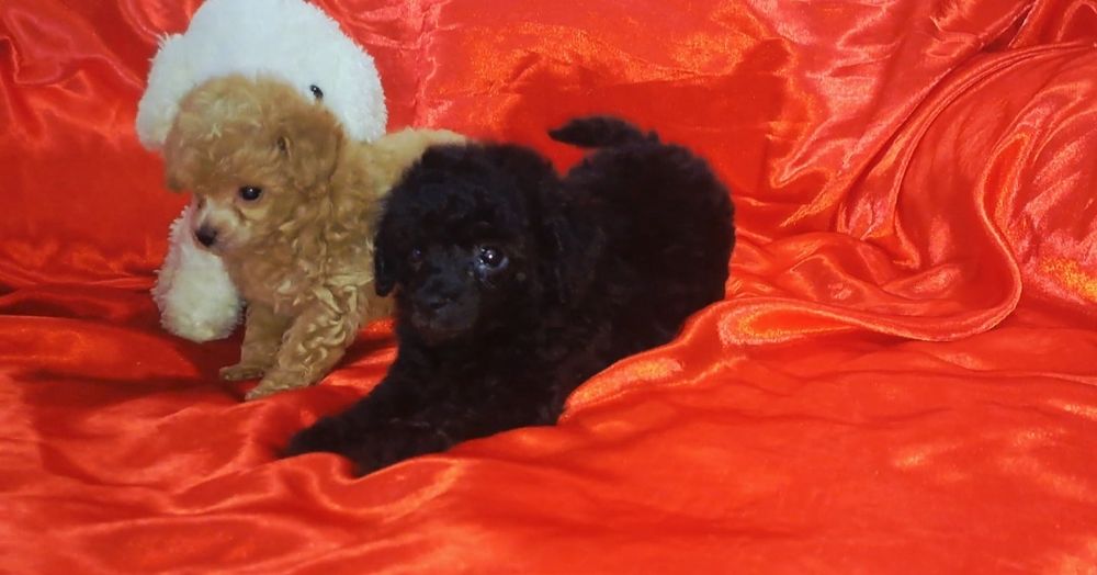 Щенки той пуделя микро