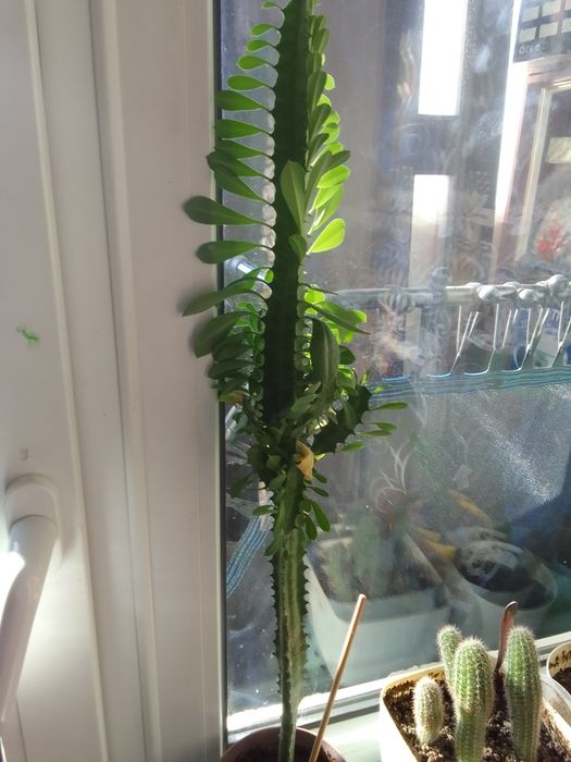 Продам Отростки кактусов