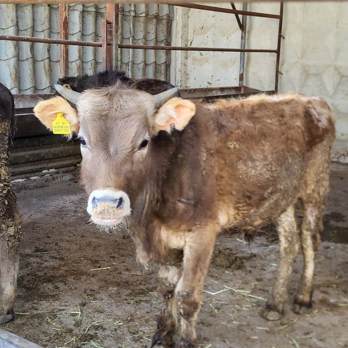 Продам 10 голов бычков