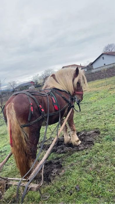 Armasar de monta sau de vanzare