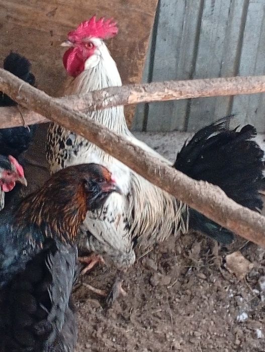 Атеш сатылады жас