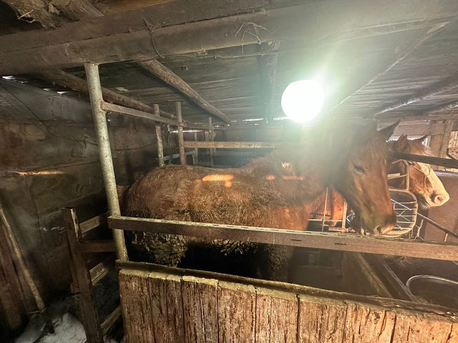 Согым жырный