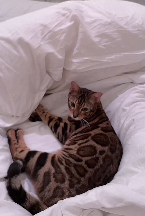 Бенгалски котенца