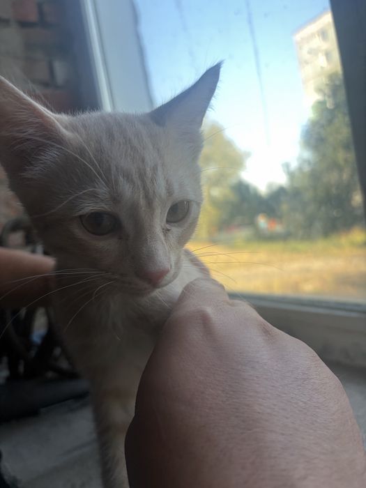 Котята бесплатно, корм в подарок!