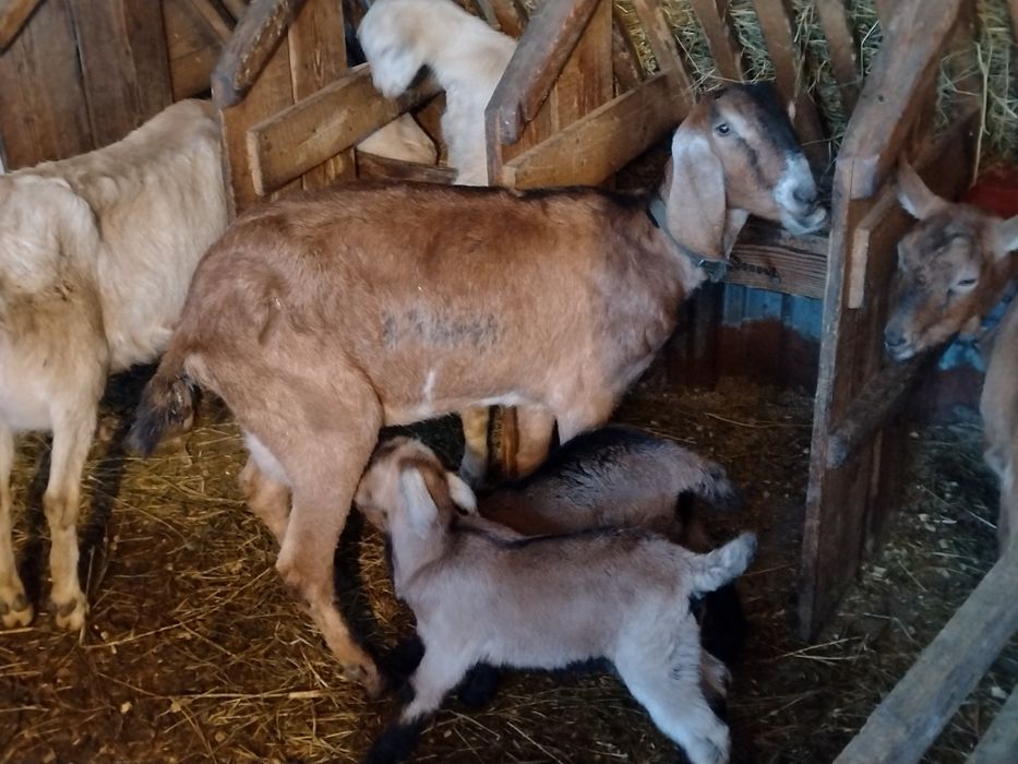 Capre alpine franceze saanen și anglo nubiene