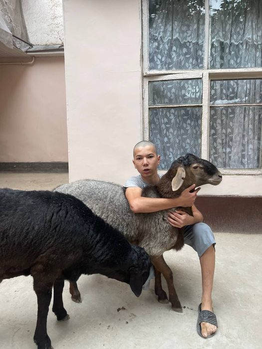 Qoʻyla 40 45 kilodan oshu