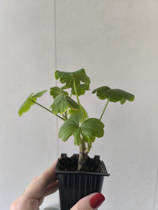 Укоренённые черенки красной Герани