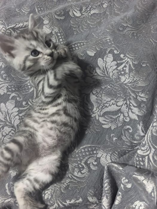 Отдам котят  в добрые руки