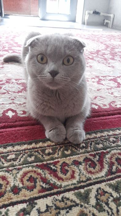 ПРОДАЕТСЯ!!! кошка шотланский вислоухий