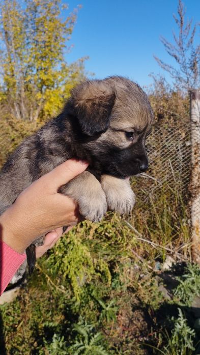 Виктория Боня минет жасайды
