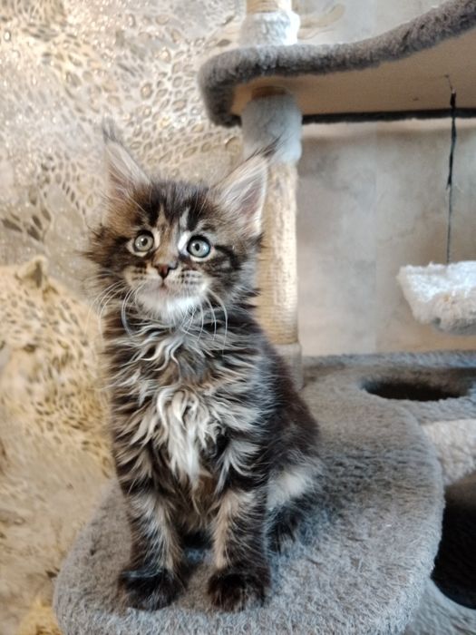 Девочка Мейн-кун