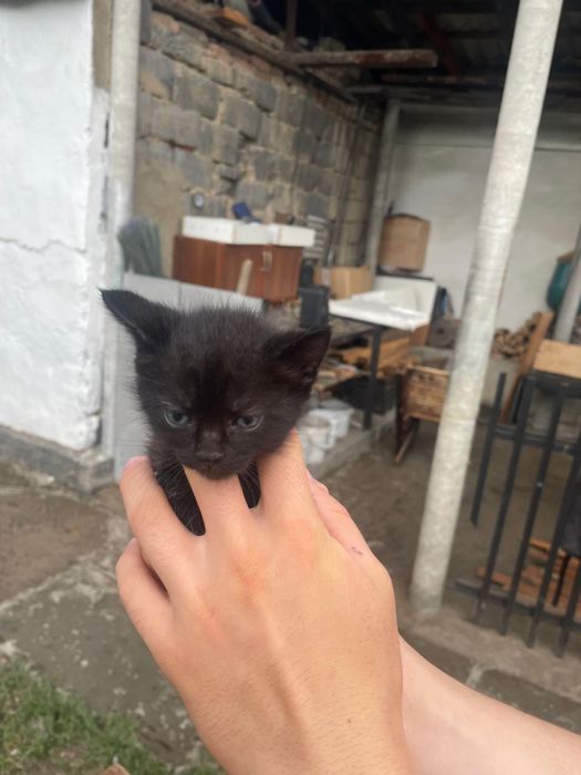 Отдам котят в хорошие руки
