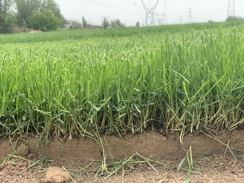 Натуральные Газоны прямо с плантации + доставка + установка