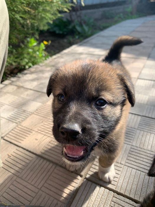 СРОЧНО!Щенки Даром.